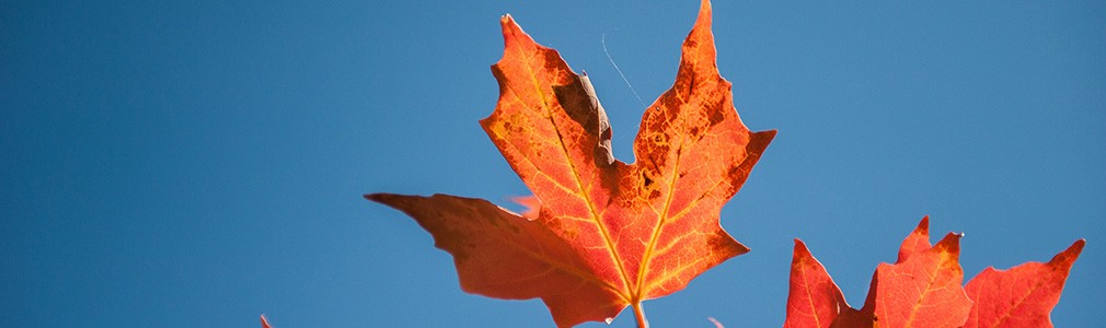 Maple leaf in Canadaʼs flag